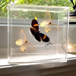 VINTAGE framed butterfly display